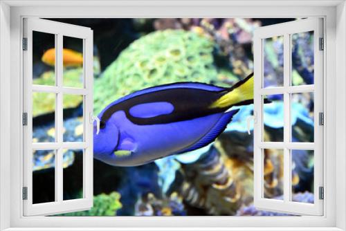 Fototapeta Naklejka Na Ścianę Okno 3D - サンゴ礁の間を元気に泳ぎ回るナンヨウハギ