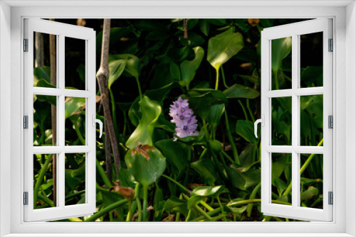 Fototapeta Naklejka Na Ścianę Okno 3D - mangroves swamp Teclolutla Veracruz Mexico