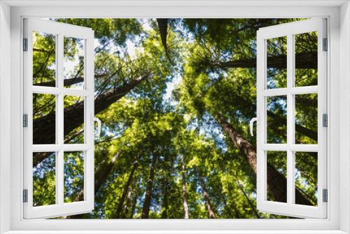 Fototapeta Naklejka Na Ścianę Okno 3D - green and big redwoods