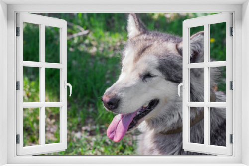 Fototapeta Naklejka Na Ścianę Okno 3D - portrait of a female Alaskan Malamute dog