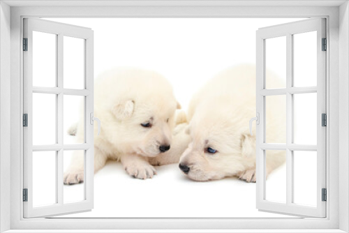 Fototapeta Naklejka Na Ścianę Okno 3D - christmas cute puppy on isolated background