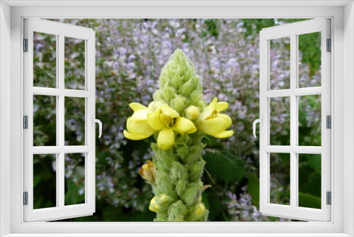 Fototapeta Naklejka Na Ścianę Okno 3D - Kleinblütige Königskerze, Verbascum thapsus, Blüte, gelb