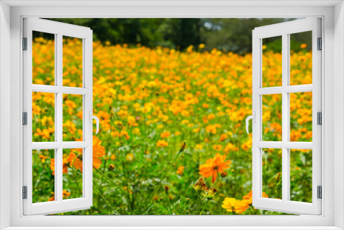 Fototapeta Naklejka Na Ścianę Okno 3D - Field of orange wildflowers in a meadow