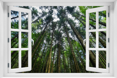 Fototapeta Naklejka Na Ścianę Okno 3D - Bottom view of tall old trees in evergreen spruce forest