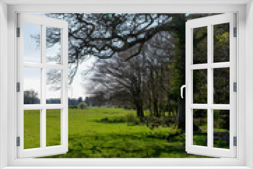 Fototapeta Naklejka Na Ścianę Okno 3D - Trees on a Sunny day, Ireland