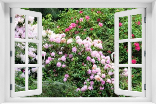 Fototapeta Naklejka Na Ścianę Okno 3D - rhododendron flowers in the garden