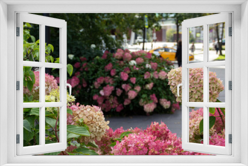 Fototapeta Naklejka Na Ścianę Okno 3D - pink hydrangea flowers