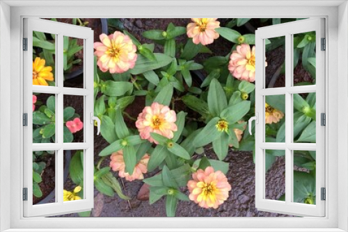 Fototapeta Naklejka Na Ścianę Okno 3D - closeup view of light orange aster flower and plant