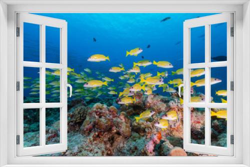 Fototapeta Naklejka Na Ścianę Okno 3D - School of Yellow tropical fish swim above colourful coral reef in the Pacific Ocean