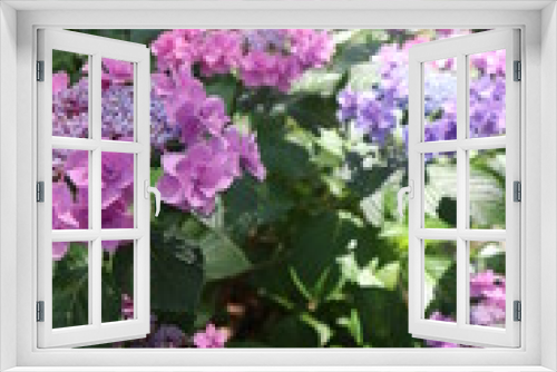 Fototapeta Naklejka Na Ścianę Okno 3D - ピンクと紫の紫陽花の道