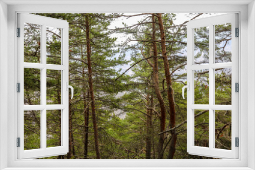 Fototapeta Naklejka Na Ścianę Okno 3D - Green pine tree forest