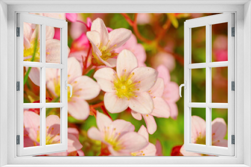 Fototapeta Naklejka Na Ścianę Okno 3D - Flowers of the cherry blossoms on a spring day