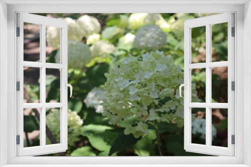 Fototapeta Naklejka Na Ścianę Okno 3D - 日陰の白い紫陽花