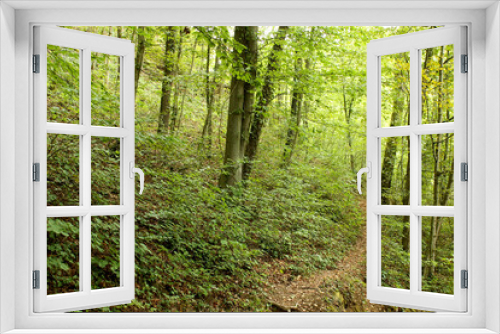 Fototapeta Naklejka Na Ścianę Okno 3D - hiking trail in the forest in summer photographed in Bavaria Germany