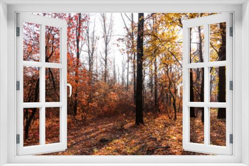 Fototapeta Naklejka Na Ścianę Okno 3D - Colorful mixed deciduous forest. Autumn forest in the morning light. Beautiful nature background. Amazing romantic landscape with mysterious autumn forest.