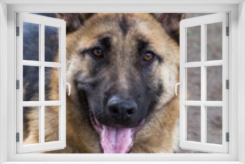 Fototapeta Naklejka Na Ścianę Okno 3D - German Shepherd, young East European Shepherd, German Shepherd on the grass, a dog in the park attentively looks into  camera. Portrait of young dog with an attentive gaze watching camera