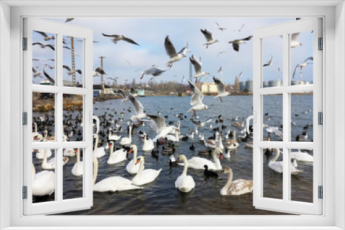 Fototapeta Naklejka Na Ścianę Okno 3D - In winter, white swans and seagulls swim in sea. Sea swans, gulls and ducks in winter in coastal waters. Feeding hungry seabirds in winter.