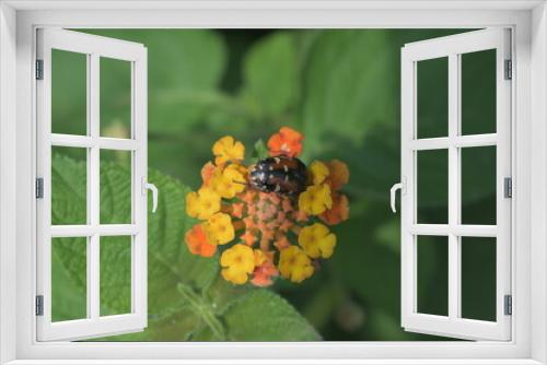 Fototapeta Naklejka Na Ścianę Okno 3D - ladybird on a flower
