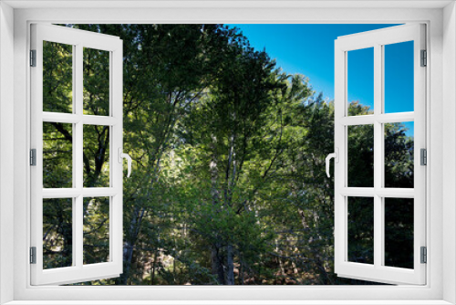 Fototapeta Naklejka Na Ścianę Okno 3D - travel Germany, view into a green forest, renewable energy, high trees with green leaves and a bright blue sky