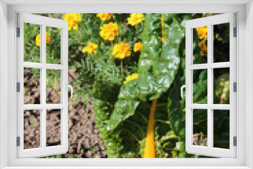 Fototapeta Naklejka Na Ścianę Okno 3D - Gartenpflanzen
