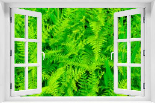 Fototapeta Naklejka Na Ścianę Okno 3D - Beautyful leaf of fern (Cyathea lepifera)