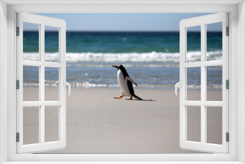 Fototapeta Naklejka Na Ścianę Okno 3D - A lone Gentoo Penguin (Pygoscelis papua) walking along the beach.  Saunders Island, Falkland Islands.