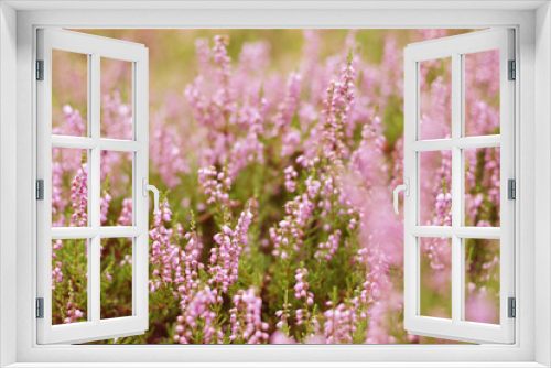 Fototapeta Naklejka Na Ścianę Okno 3D - beautiful violet heather flowers