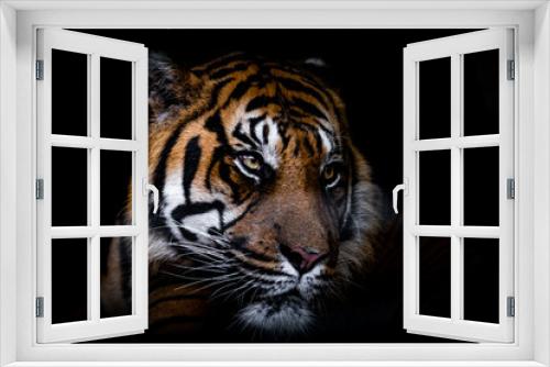 Fototapeta Naklejka Na Ścianę Okno 3D - Portrait of tiger with a black background