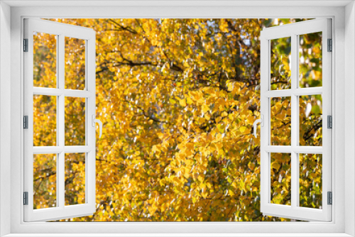 Fototapeta Naklejka Na Ścianę Okno 3D - Birch tree and foliage in autumn colors