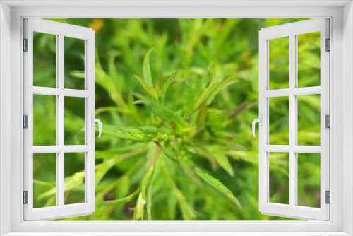 Fototapeta Naklejka Na Ścianę Okno 3D - green grass with dew drops summer sun