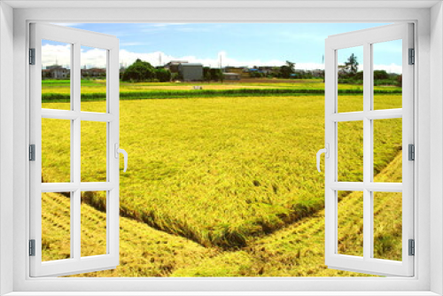 Fototapeta Naklejka Na Ścianę Okno 3D - 晩夏の稲の刈取り途中の田圃風景