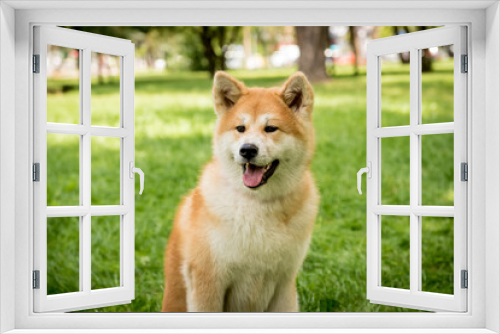 Fototapeta Naklejka Na Ścianę Okno 3D - Portrait of cute akita inu dog at the park.