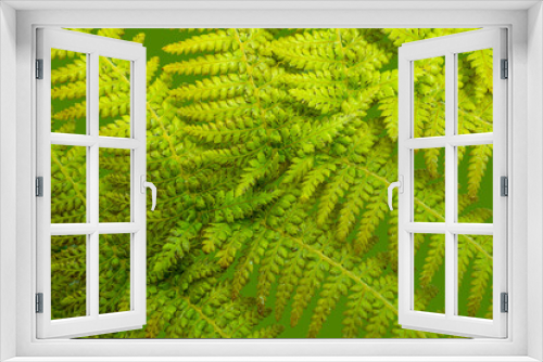 Fototapeta Naklejka Na Ścianę Okno 3D - green fern frond closeup