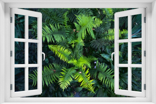 Fototapeta Naklejka Na Ścianę Okno 3D - Fern in a rain forest jungle with sun rays shining through