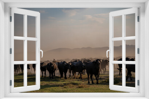 Fototapeta Naklejka Na Ścianę Okno 3D - Herd of cattle and buffalo walking on dusty roads. green background and mountain