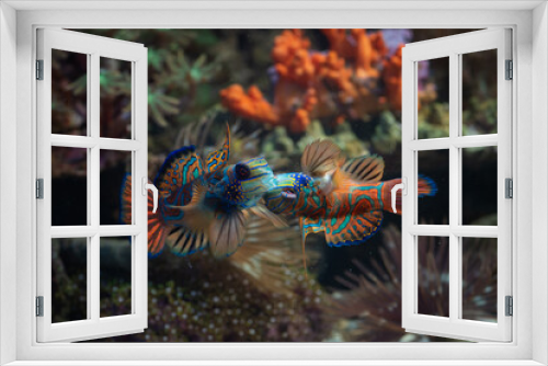 Fototapeta Naklejka Na Ścianę Okno 3D - Mandarin fishes fight for territory