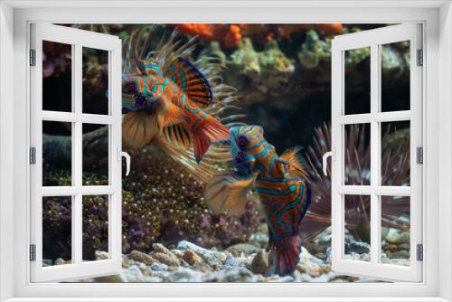 Fototapeta Naklejka Na Ścianę Okno 3D - Mandarin fishes fight for territory