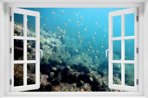 Fototapeta Naklejka Na Ścianę Okno 3D - Costa Rica Pacific sea life