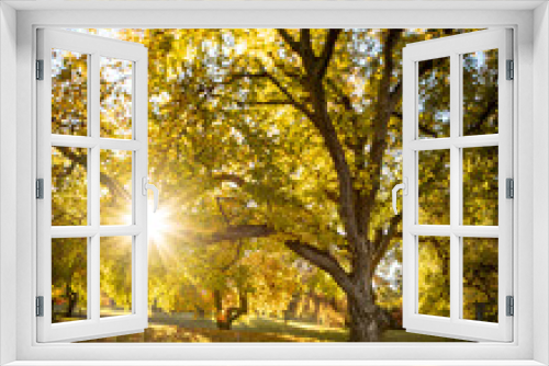 Fototapeta Naklejka Na Ścianę Okno 3D - Sun shining through autumn tree colours
