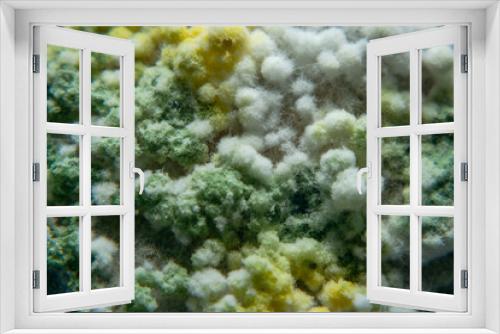 Fototapeta Naklejka Na Ścianę Okno 3D - Close up of mold in citrus peel