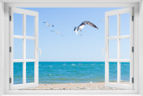 Fototapeta Naklejka Na Ścianę Okno 3D - Seagulls flying over sea and blue sky
