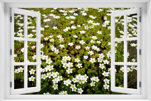 Fototapeta Naklejka Na Ścianę Okno 3D - Flowers of Sagina subulata blooms in the garden on a sunny day. Alpine Pearlwort.