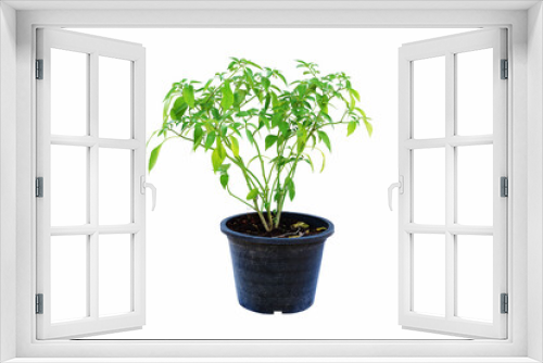 Fototapeta Naklejka Na Ścianę Okno 3D - plant in a pot