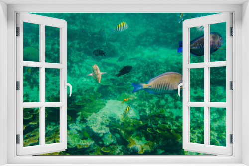 Fototapeta Naklejka Na Ścianę Okno 3D - peces