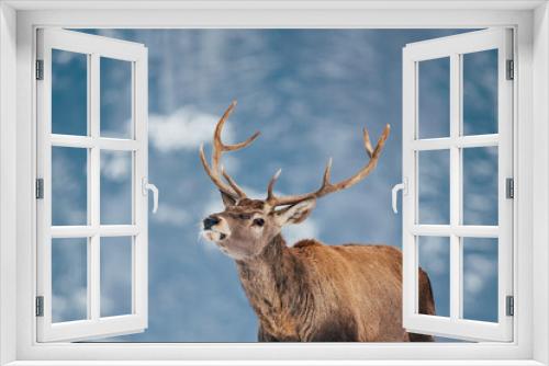 Fototapeta Naklejka Na Ścianę Okno 3D - Deer in beautiful winter landscape with snow and fir trees in the background. 