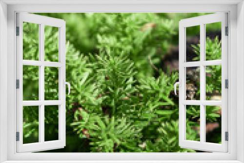 Fototapeta Naklejka Na Ścianę Okno 3D - Green Pine Leaves Close Up