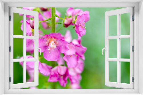 Fototapeta Naklejka Na Ścianę Okno 3D - close up of pink delphinium flower