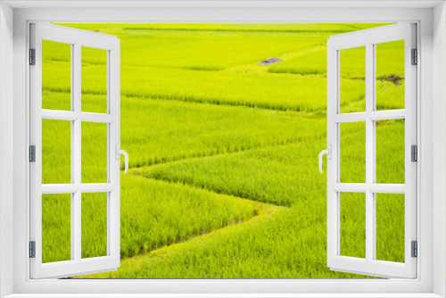 Fototapeta Naklejka Na Ścianę Okno 3D - Green Terraced Rice Field in Nan, Thailand. Shoot from top view.Focus Rice Field centre