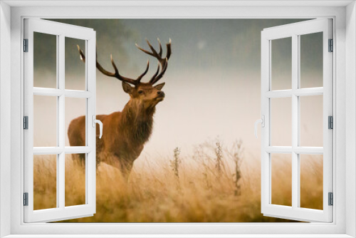 Fototapeta Naklejka Na Ścianę Okno 3D - Watching red deer stag in the mist - Cervus elaphus