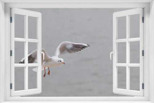 Fototapeta Naklejka Na Ścianę Okno 3D - Seagull in flight